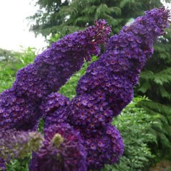 Buddleia davidii 'Black Knight' – Nyáriorgona