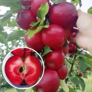 Balerina oszlopos pirosbélű alma cserepes