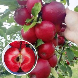 Balerina oszlopos pirosbélű alma