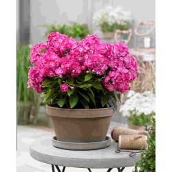 Phlox paniculata ‘Bambini Cherry Crush’