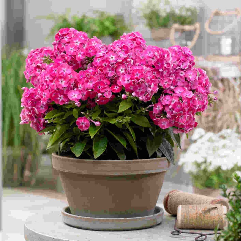 Phlox paniculata ‘Bambini Cherry Crush’
