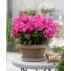 Phlox paniculata ‘Bambini Cherry Crush’