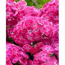 Phlox paniculata ‘Bambini Cherry Crush’