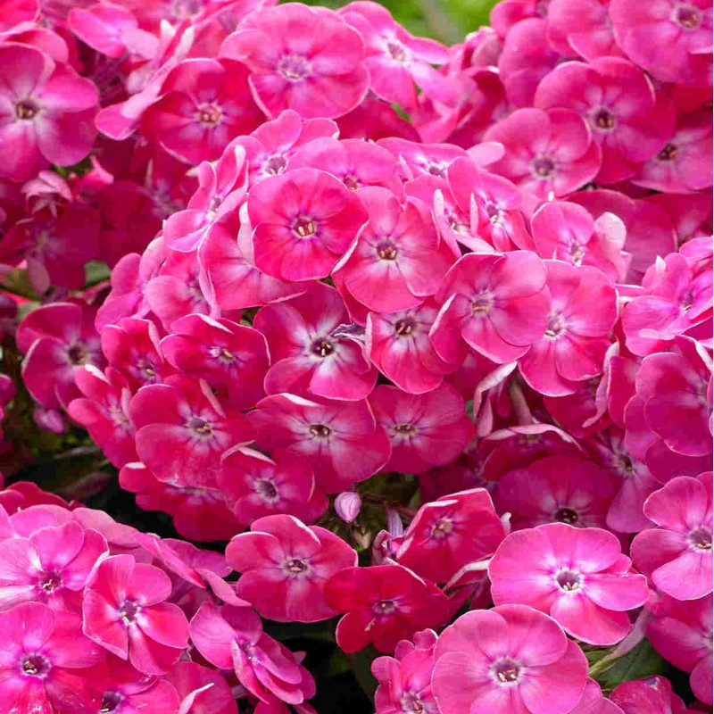 Phlox paniculata ‘Bambini Cherry Crush’