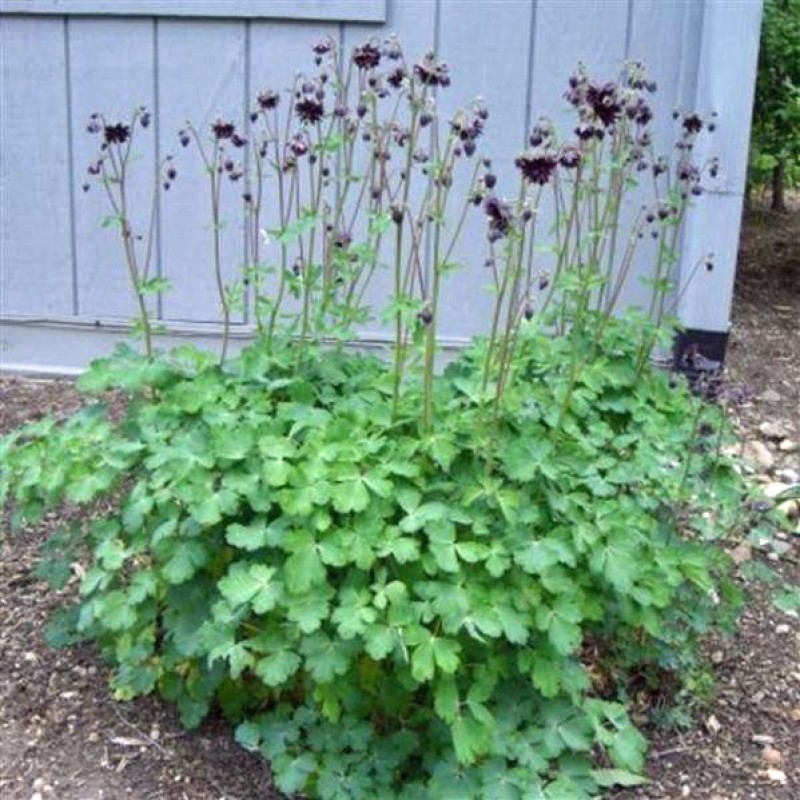 Aquilegia vulgaris ‘Black Barlow’ - Réti harangláb