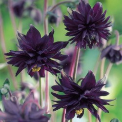 Aquilegia vulgaris ‘Black Barlow’ - Réti harangláb