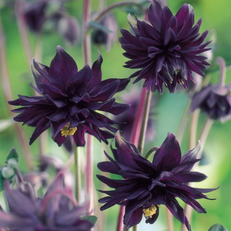 Aquilegia vulgaris ‘Black Barlow’ - Réti harangláb
