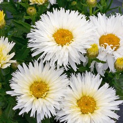 Leucanthemum ‘Belgian Lace’ - Margaretá