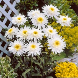 Leucanthemum ‘Belgian Lace’ - Margaretá
