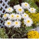 Leucanthemum ‘Belgian Lace’ - Margaretá