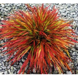 Hakonechloa macra 'Beni-Kaze' – Japán díszfű