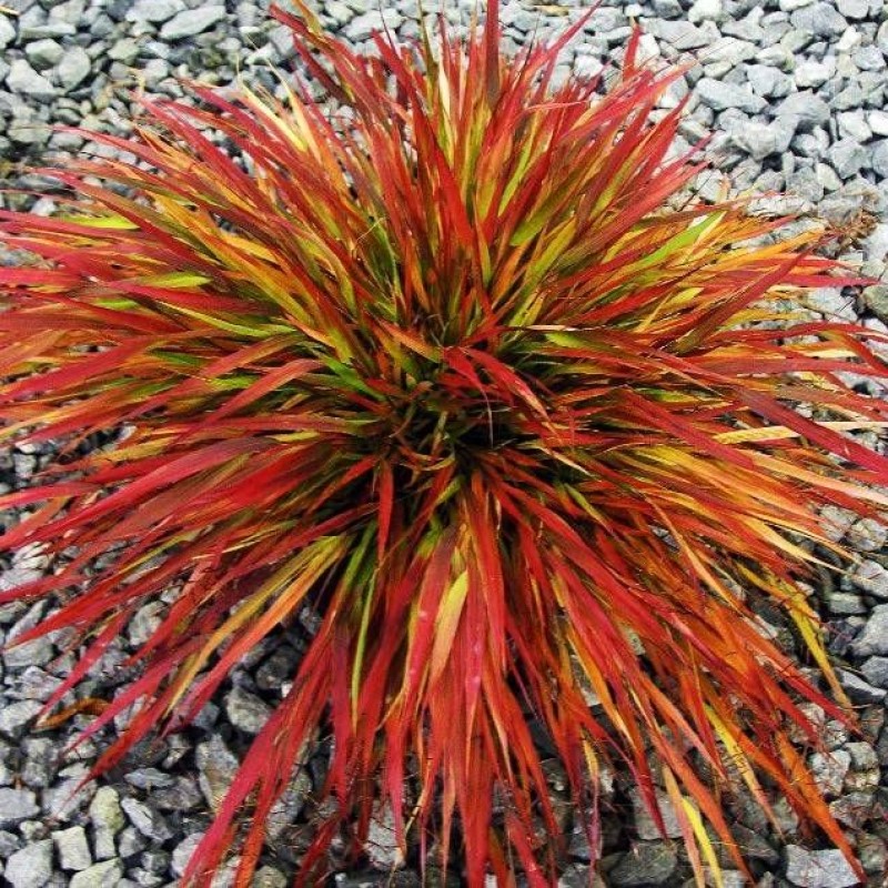 Hakonechloa macra 'Beni-Kaze' – Japán díszfű