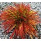 Hakonechloa macra 'Beni-Kaze' – Japán díszfű