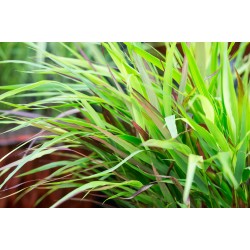 Hakonechloa macra 'Beni-Kaze' – Japán díszfű