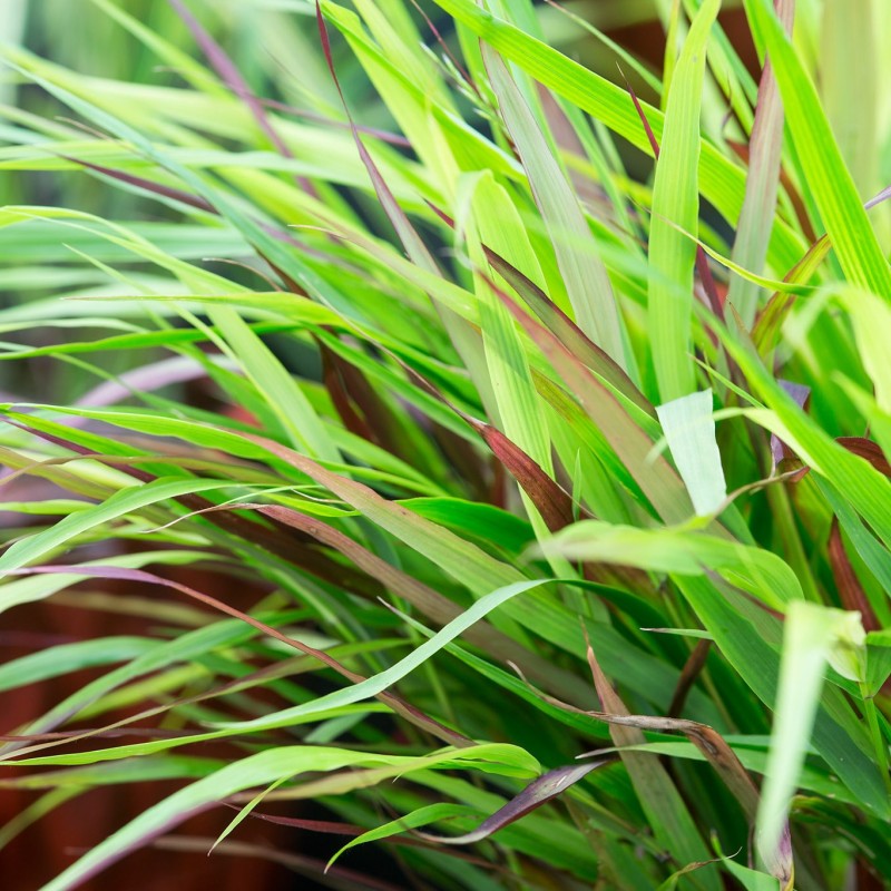 Hakonechloa macra 'Beni-Kaze' – Japán díszfű