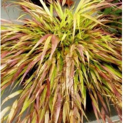 Hakonechloa macra 'Beni-Kaze' – Japán díszfű