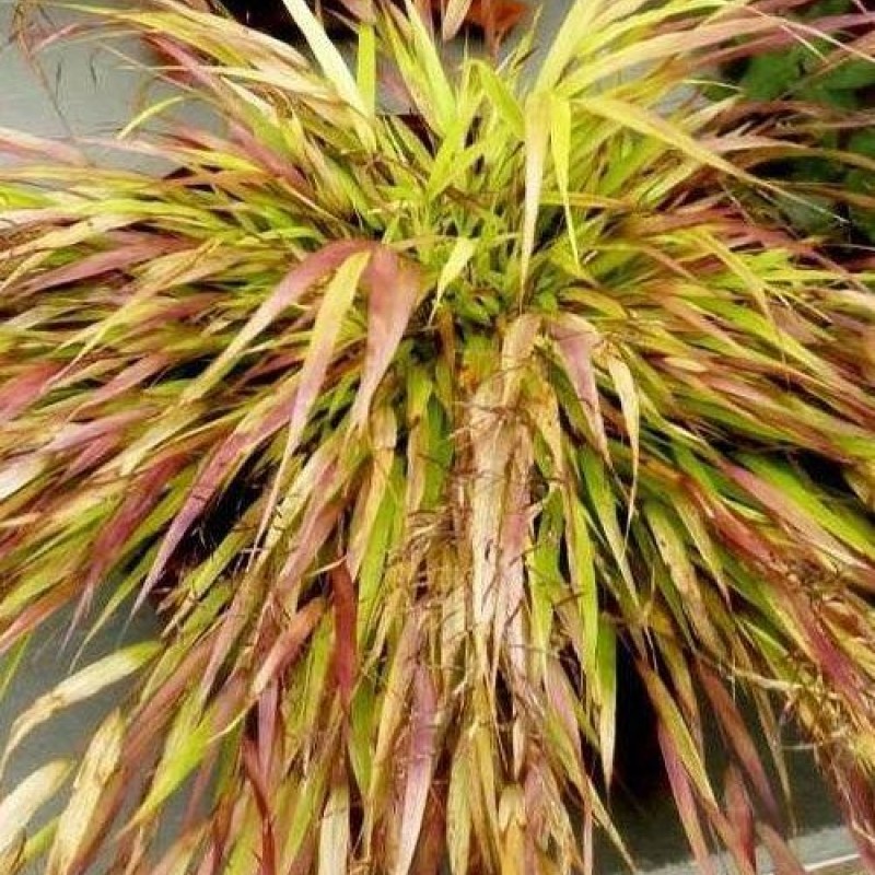 Hakonechloa macra 'Beni-Kaze' – Japán díszfű