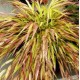 Hakonechloa macra 'Beni-Kaze' – Japán díszfű