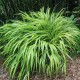 Hakonechloa macra 'Beni-Kaze' – Japán díszfű