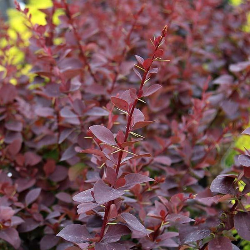 Berberis ‘Superba’ - Japán vérborbolya