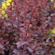 Berberis ‘Superba’ - Japán vérborbolya