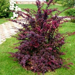 Berberis ‘Superba’ - Japán vérborbolya