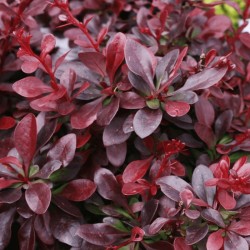 Berberis thunbergii ‘Red Chief’ – Japán borbolya