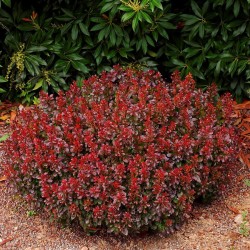 Berberis thunbergii ‘Bagatelle’ - Japán törpe vérborbolya