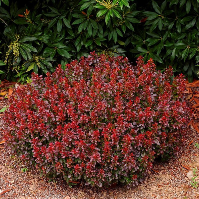 Berberis thunbergii ‘Bagatelle’ - Japán törpe vérborbolya