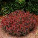 Berberis thunbergii ‘Bagatelle’ - Japán törpe vérborbolya