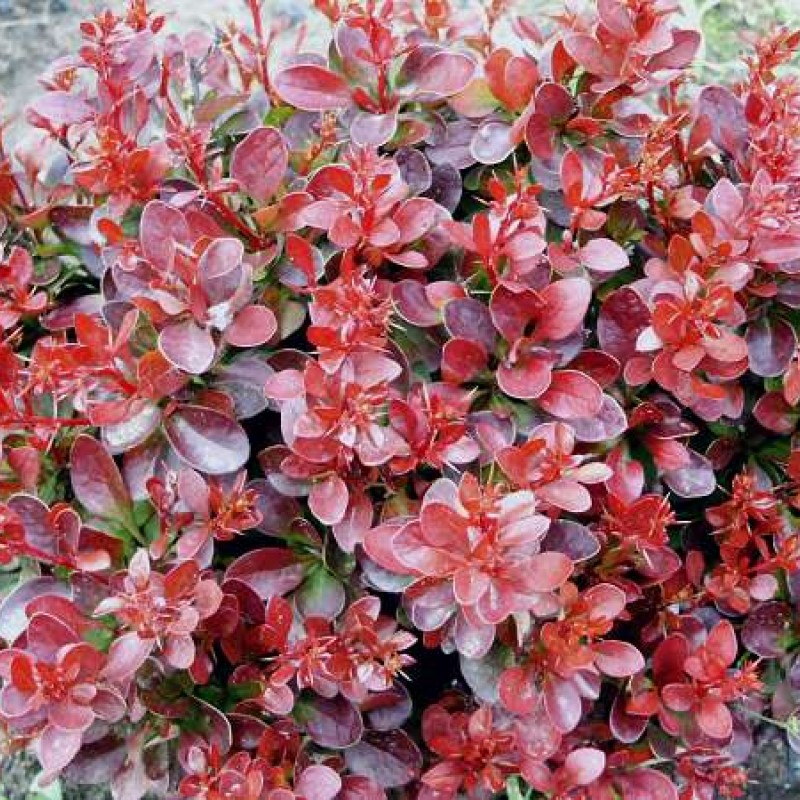 Berberis thunbergii ‘Bagatelle’ - Japán törpe vérborbolya
