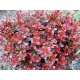 Berberis thunbergii ‘Bagatelle’ - Japán törpe vérborbolya
