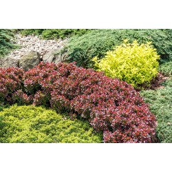 Berberis thunbergii ‘Bagatelle’ - Japán törpe vérborbolya