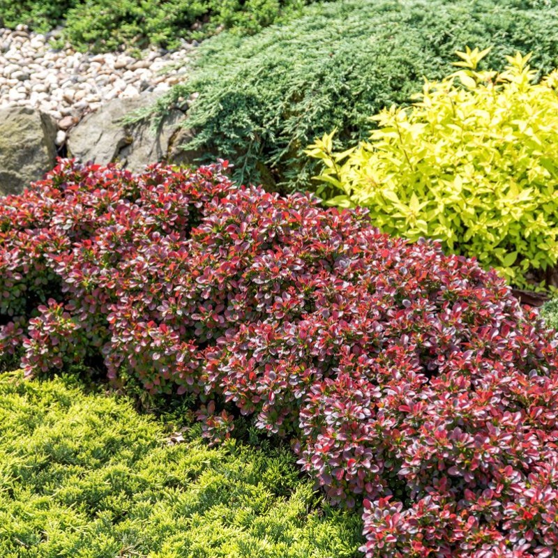 Berberis thunbergii ‘Bagatelle’ - Japán törpe vérborbolya