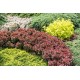 Berberis thunbergii ‘Bagatelle’ - Japán törpe vérborbolya