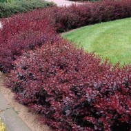 Berberis ‘Superba’ - Japán vérborbolya