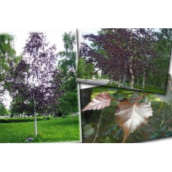 Betula pendula ‘Purpurea’ – Bíbor levelű nyírfa