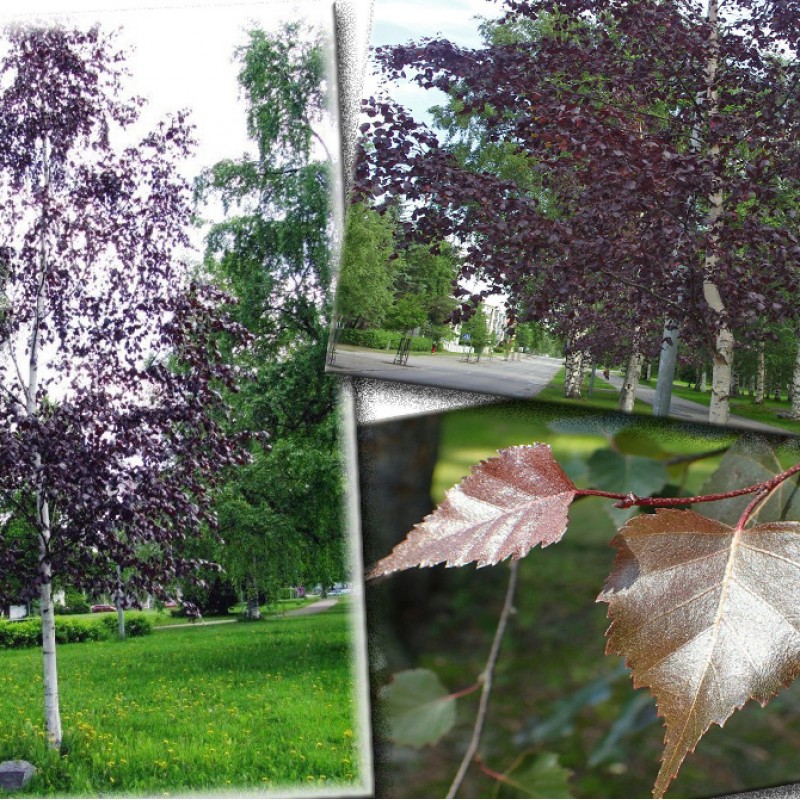 Betula pendula ‘Purpurea’ – Bíbor levelű nyírfa