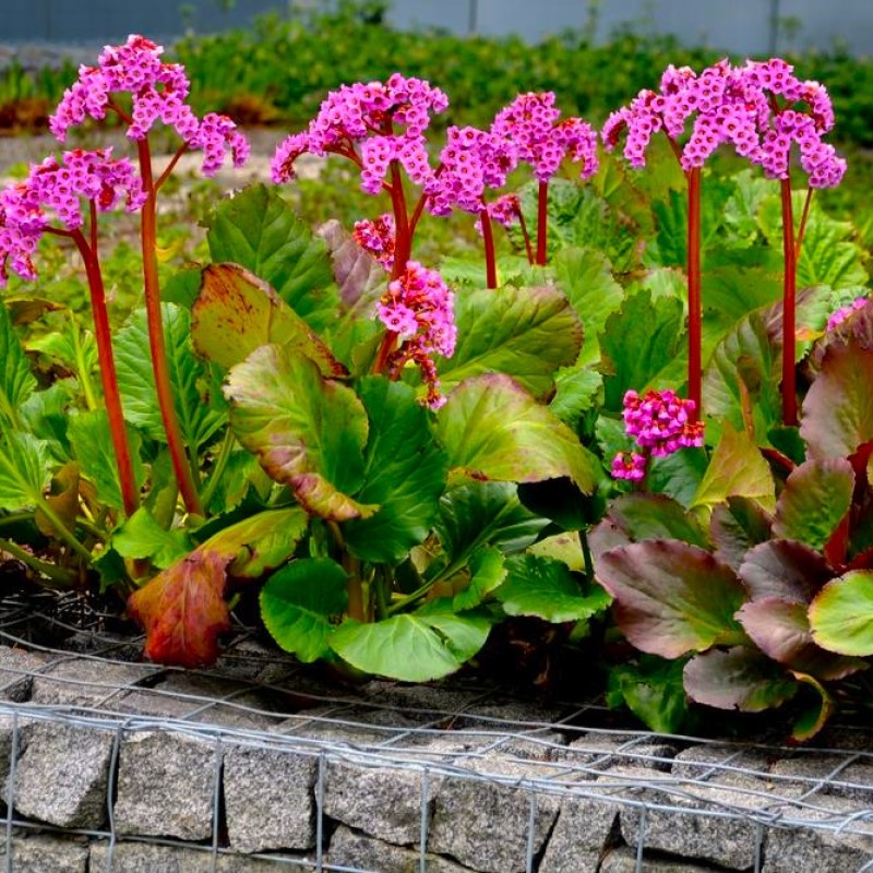 Bergenia ‘Bressingham Ruby’