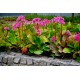 Bergenia ‘Bressingham Ruby’