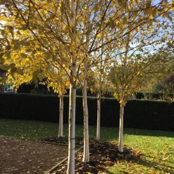 Betula pendula 'Doorenbos' (fehér nyír)