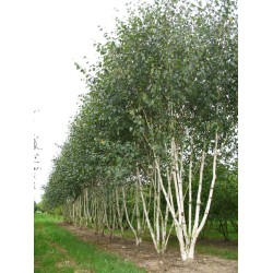 Betula pendula 'Doorenbos' (fehér nyír)