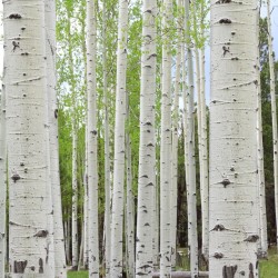 Betula pendula - Közönséges nyírfa 125-150 cm