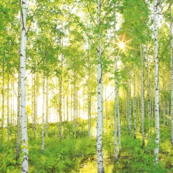 Betula pendula - Közönséges nyírfa 125-150 cm