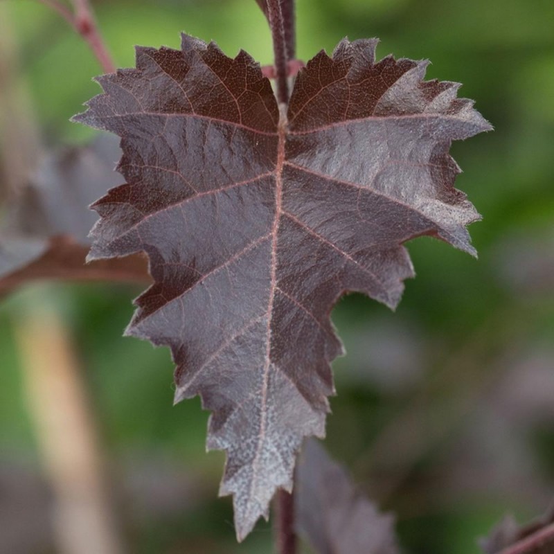Betula pendula ‘Purpurea’ – Bíbor levelű nyírfa