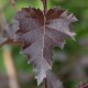 Betula pendula ‘Purpurea’ – Bíbor levelű nyírfa