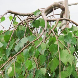 Betula pendula 'Youngii'  - Csüngő nyír