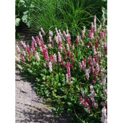 Bistorta (syn. Polygonum) affinis ‘Superba’  - örökzöld keserűfű 