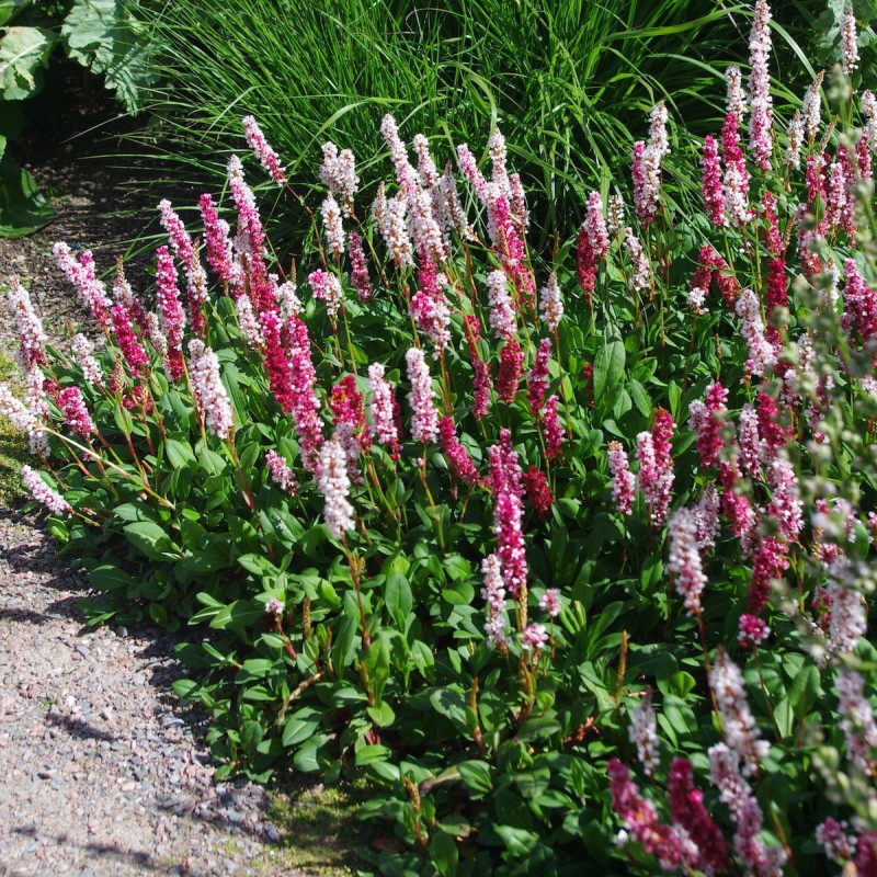 Bistorta (syn. Polygonum) affinis ‘Superba’  - örökzöld keserűfű 