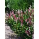 Bistorta (syn. Polygonum) affinis ‘Superba’  - örökzöld keserűfű 